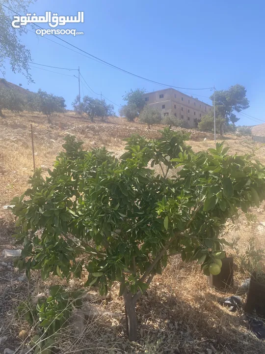 4 شجرات بوملي