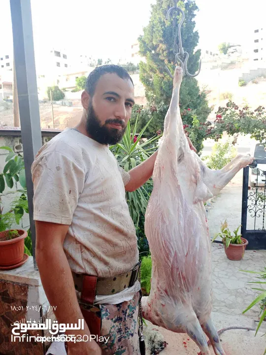 لحام متنقل ذبح أضاحي خاروف عجل بلدي جمل غنم بلدي روماني برزيلي كولمبي اسباني خروف بلدي جزار متنقل