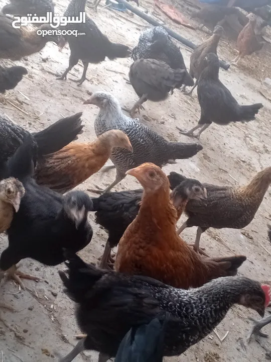 فراخ بلدي عمر شهرين ونص مطعمات جميع التطعيمات اي بي ولقاح ونيونكسل