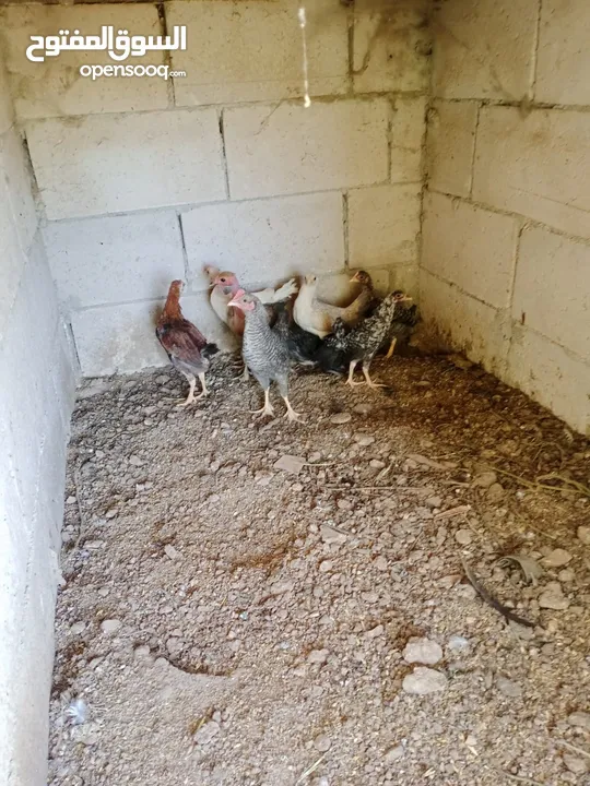فراخ للبيع العمر 3 شهور