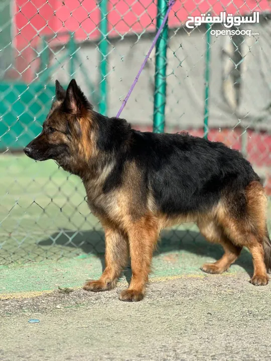 German shepherd