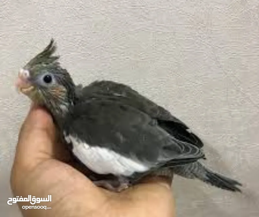 ببغاء كوكتيل