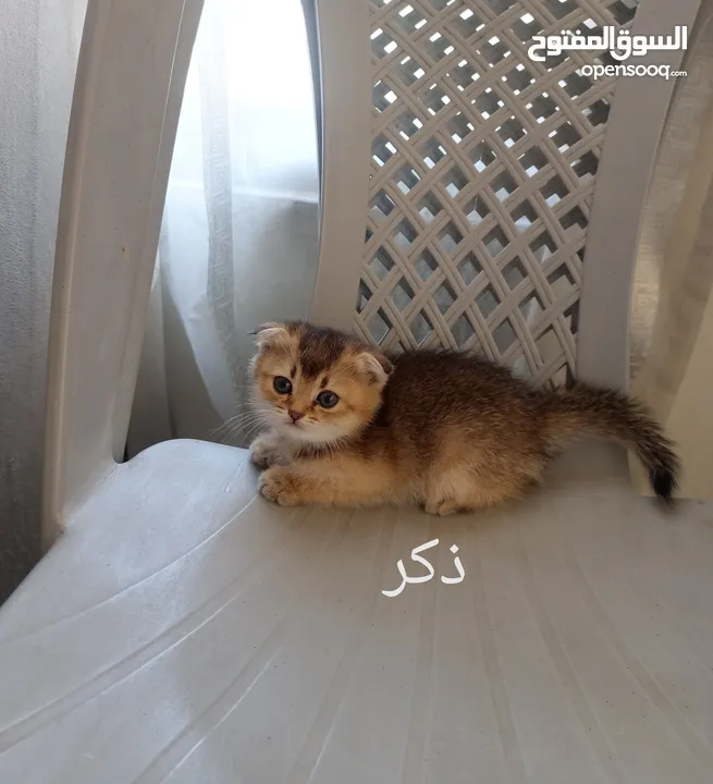 كتين سكوتش فولد وستريت