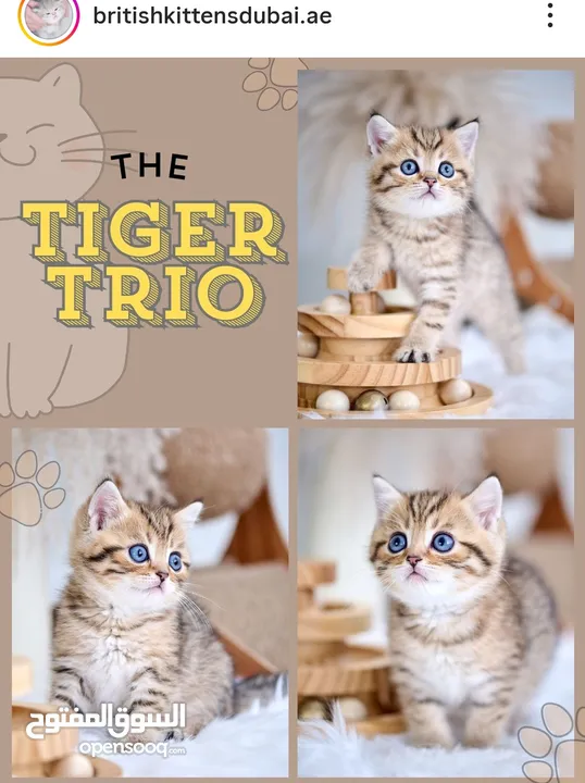 Scottish British shorthair longhair kittens British shorthair Scottish fold kittens Scottish