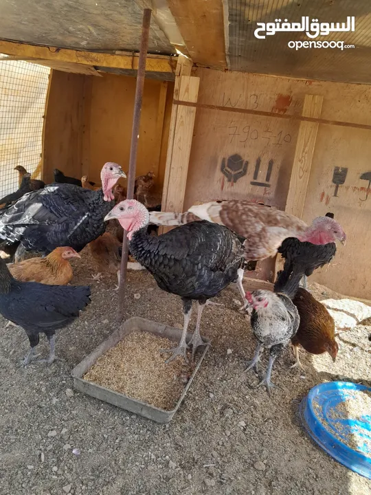 ديوك حبش للبيع العدد ثلاث