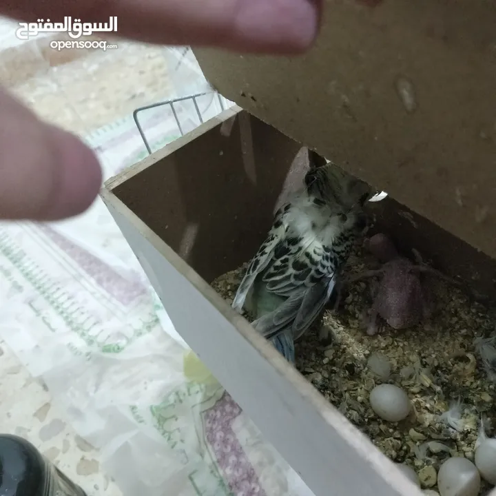 هوجو رومو تكساس