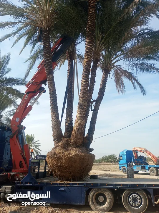 بيع نخيل مثمر وزينه وشنطونيا