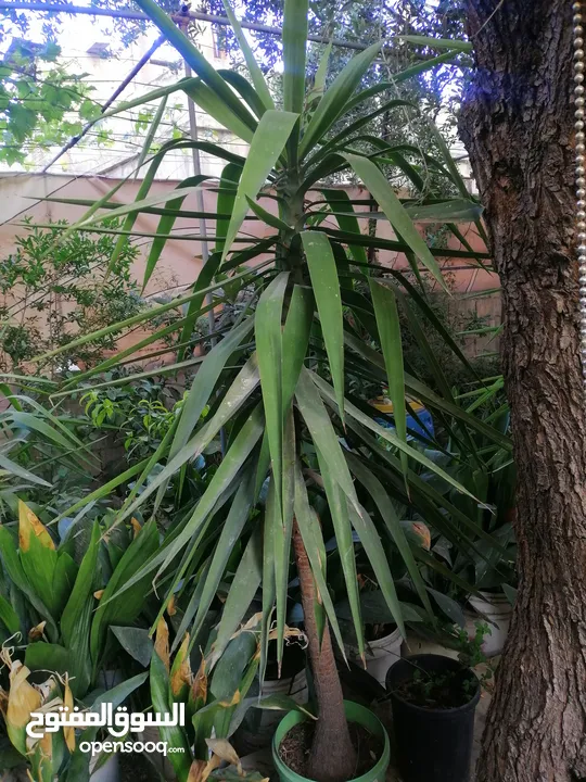 نباتات زينة