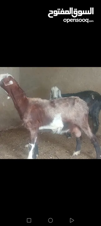 بسم الله الرحمن الرحيم معز مقنوي مكفول ظحيه او مقنوي سن حبات وقطعه وشكل مشاء الله