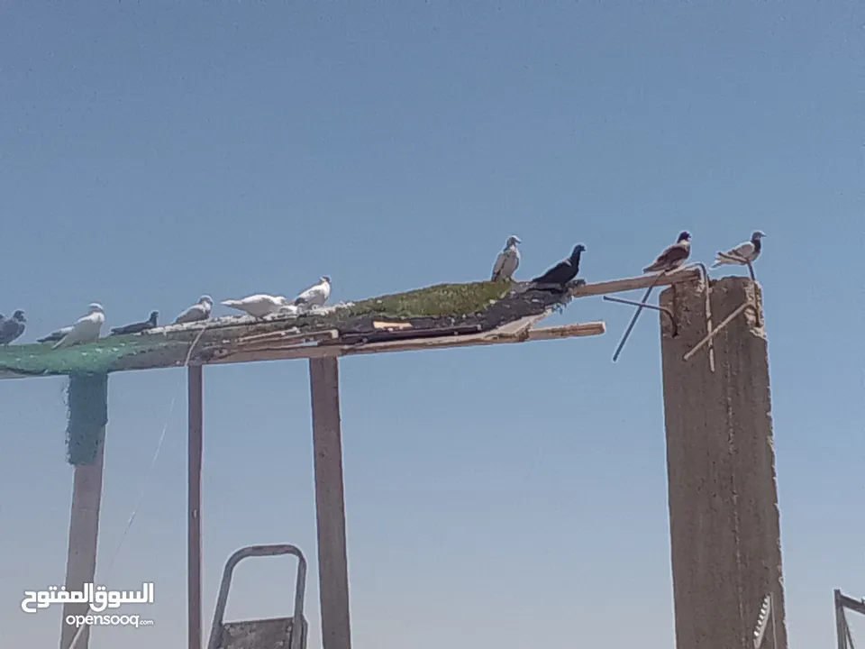 حمام كش الوان البيع.  في حمام زق  البيع