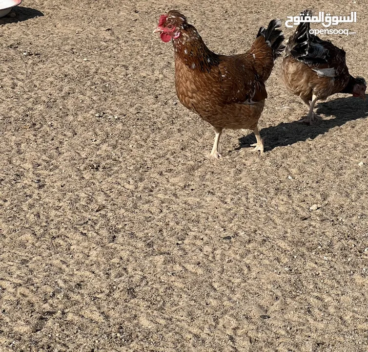للبيع فروخ دجاج عربي قديم ترثه افرق بيور اصلي