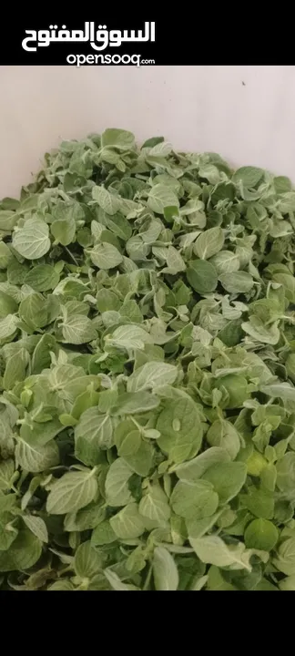 مطبخ بيت المونه الشهية
