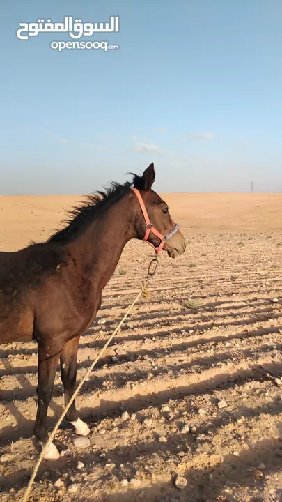بسم الله ماشاءالله