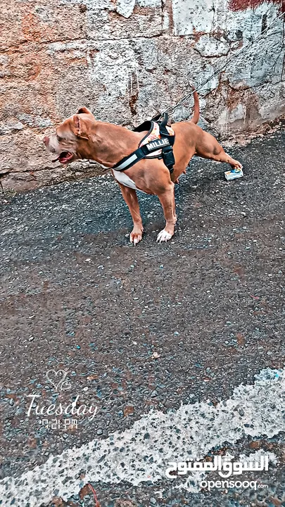 كلبه بيتبول أمريكي للبيع