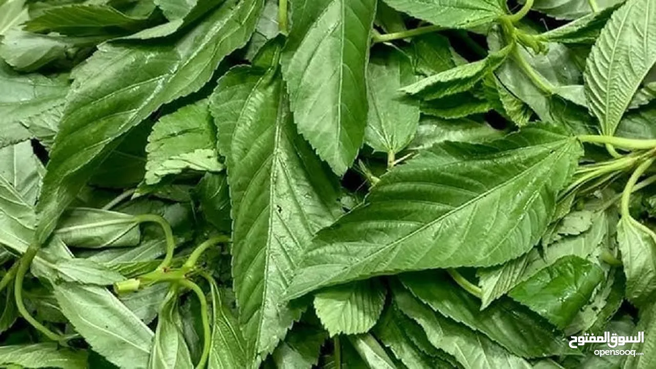 ملوخيه مغسله ومنقبه فرم ناعم جاهزه للطبخ وللتفريز وموجود ناشفه مفروكه وناعمه بدون عيدان مغسله