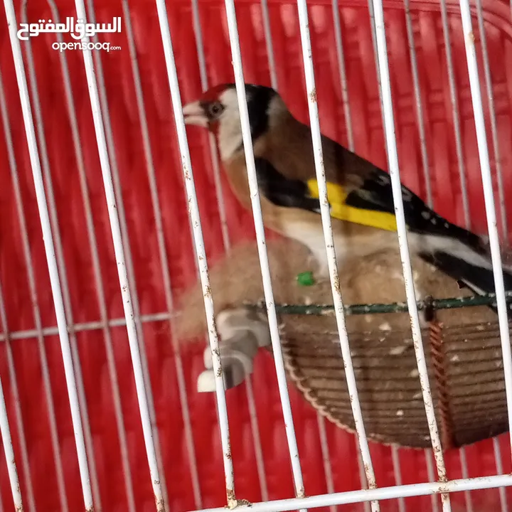 جوز حسون شغالات تربيه قفص فوق الثلاث سنين