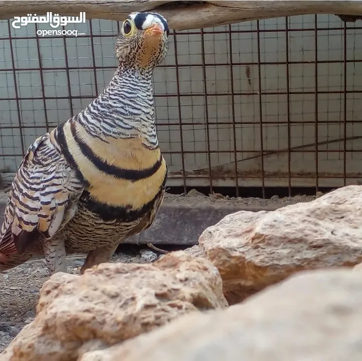 ذكور عشوي للبيع أو البدل بطيور بمايناسب