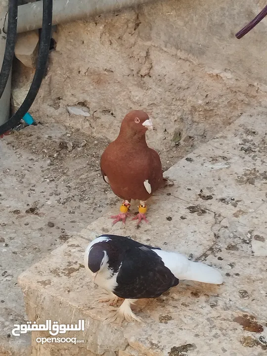 مجموعة ازواج مميزة