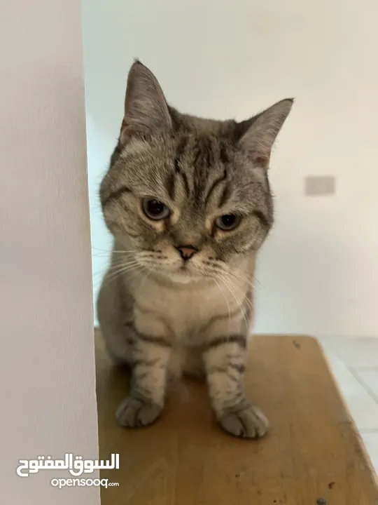 قطتان جميلتان تبحثان عن بيت دافئ  Two lovely cats looking for a loving home