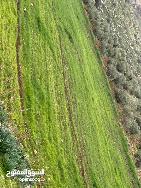 ارض للبيع جرش عنيبه منطقة شاليهات مساحة الارض 3500متر بقوشان مستقل اطلاله مميزه جدا جدا