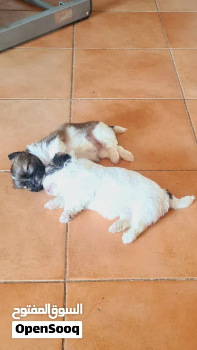 1 month old female puppies for sale