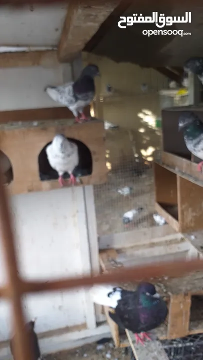 pakistani pigeons