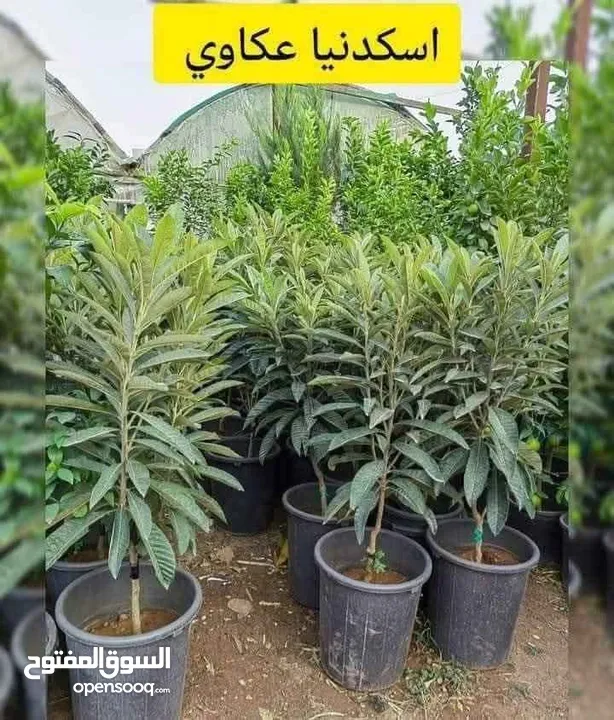 مشاتل السهل الاخضر الزراعيه تنسيق حدائق ومزارع