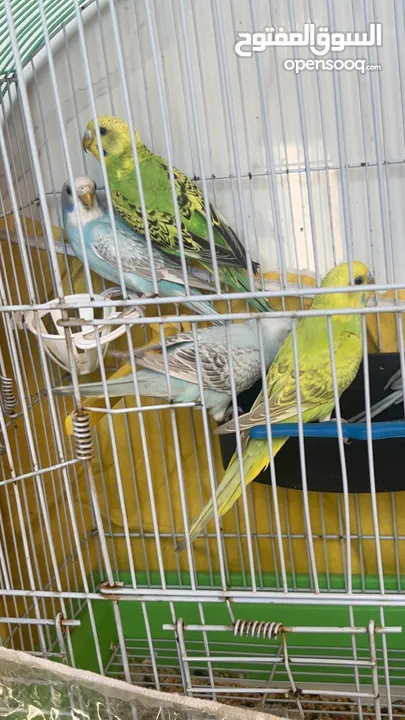 خمس حبات حب بلديات وشغلات