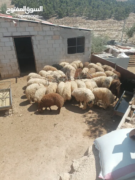 أضاحي الوزن الكيلو 5.50