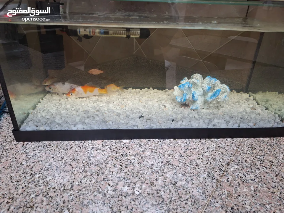 حوض سمكن حجم كبير فارغ بدون شي