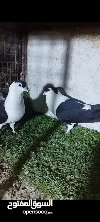 عشر جواز للبيع