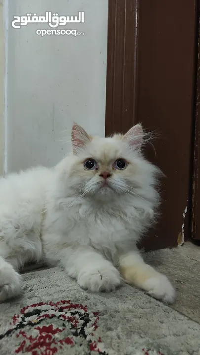 قط للتبني قط بريشن أبيض فرصة رائعة لتبني قط بريشن أبيض جميل ونظيف عمره أكثر من ستة شهور.