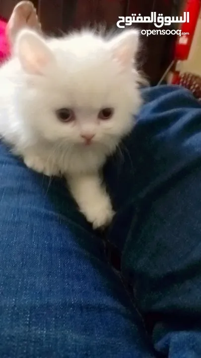 بسه شيرازيه للبيع عمرها تقريبا شهر