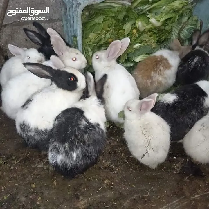 أرانب فرنسي للبيع اعمار مختلفة