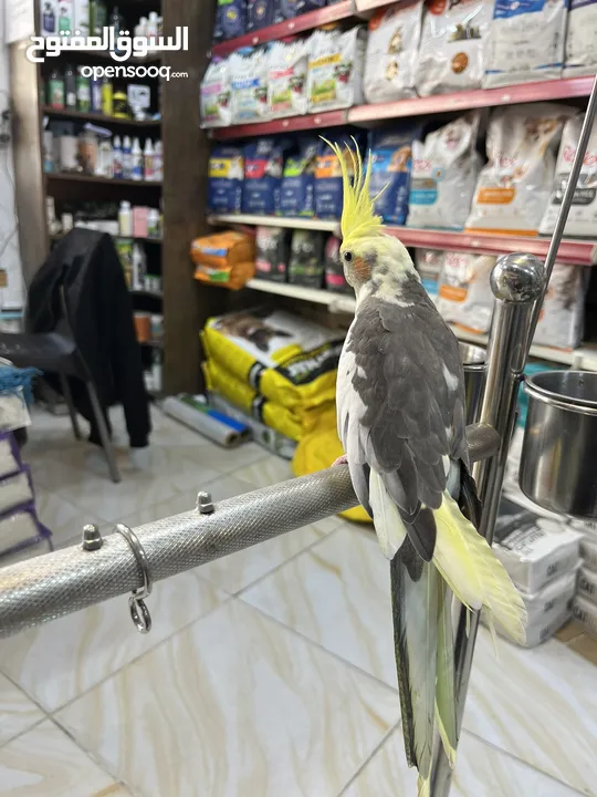 كوكتيل ذكر متكلم عرض قوي عالسعر شوف الوصف