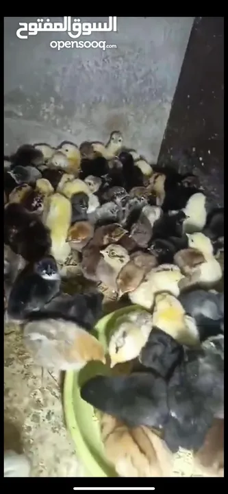 صوص بلدي  البزره القديمه حبات النخب من حضك والله يبارك ل صاحب النصيب..
