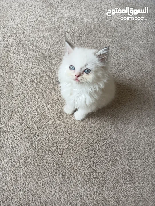 Pure Ragdoll Kittens