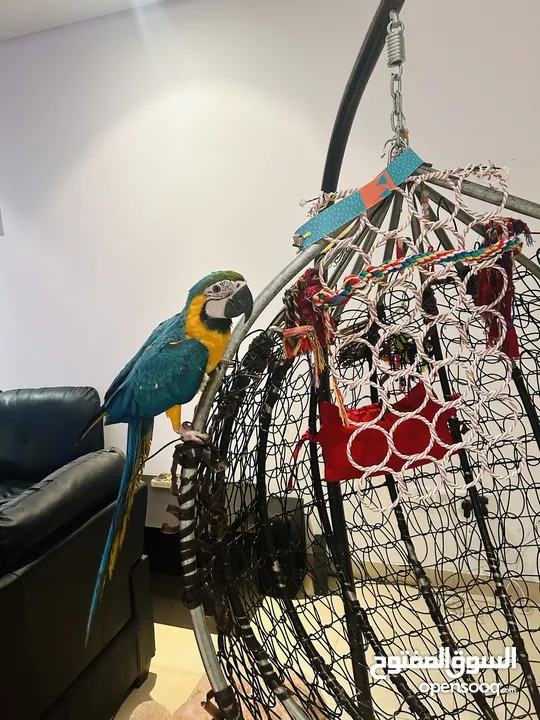 Blue and Gold Macaw (6 months)