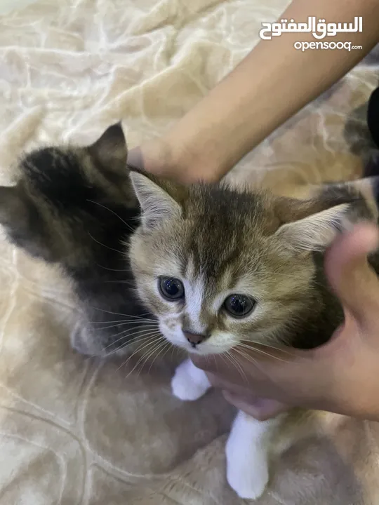 scottish fold for sale