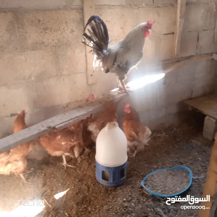 خمس جاجات وديك نخب بياضات