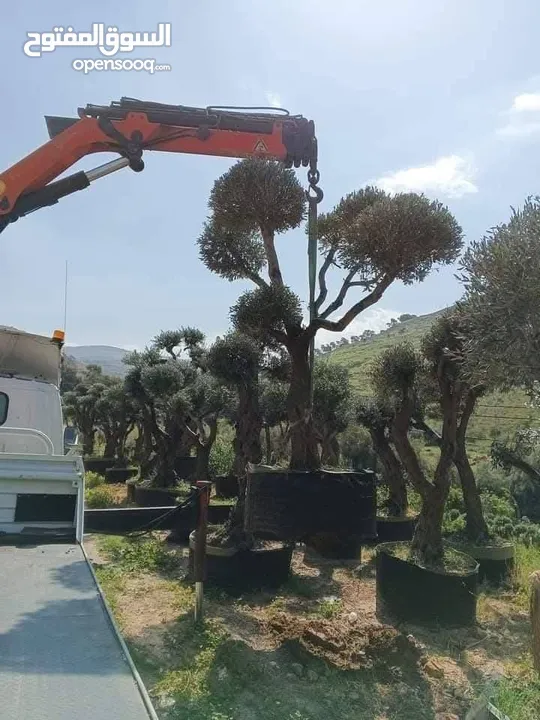 الحديقه والمنزل جميع انواع الاشجار المثمرة والأشجار الحرجيه ونباتات الزينة