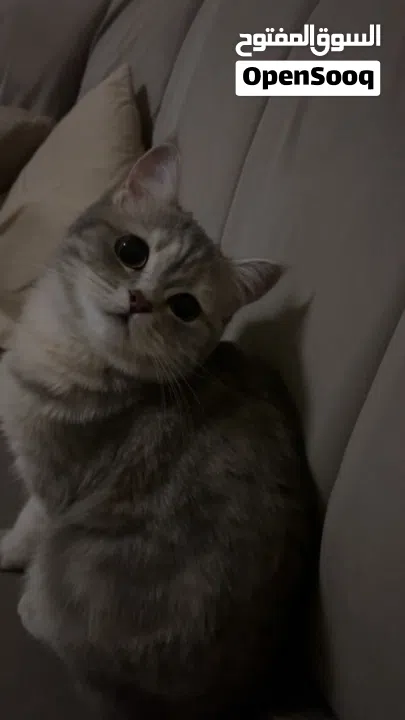 قطه تطلب تزاوج