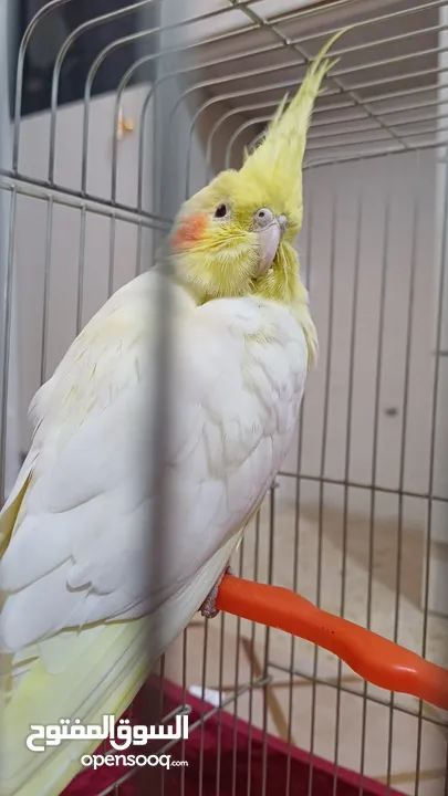 ببغاء كوكتيل حلو ومرتب وبعمر اصغير اكلو معو وقفسو معو ونضيف جدآ للبيع مع جميع اغراضو