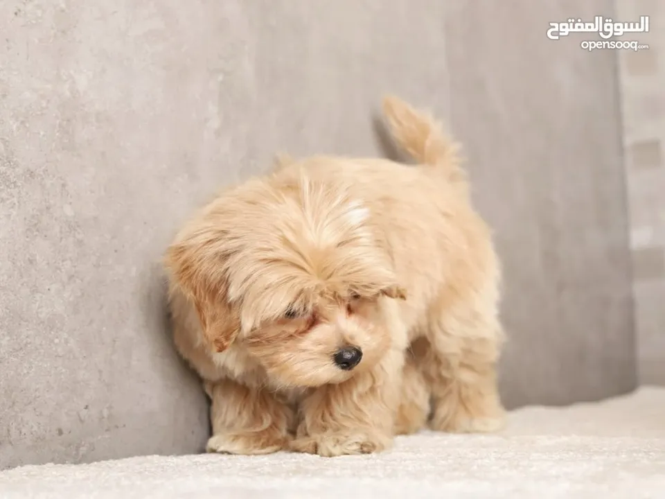 Maltipoo  جراء مالتيبو