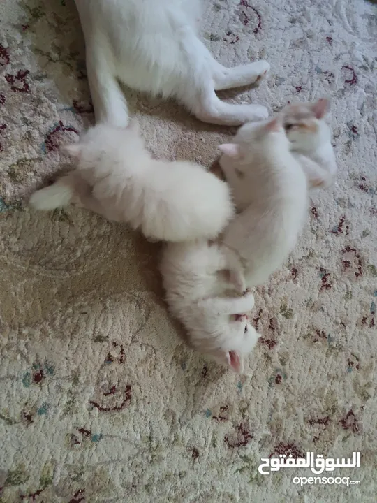 قطط شيرازي اناث _ ابوظبي Persian kittens  F&M