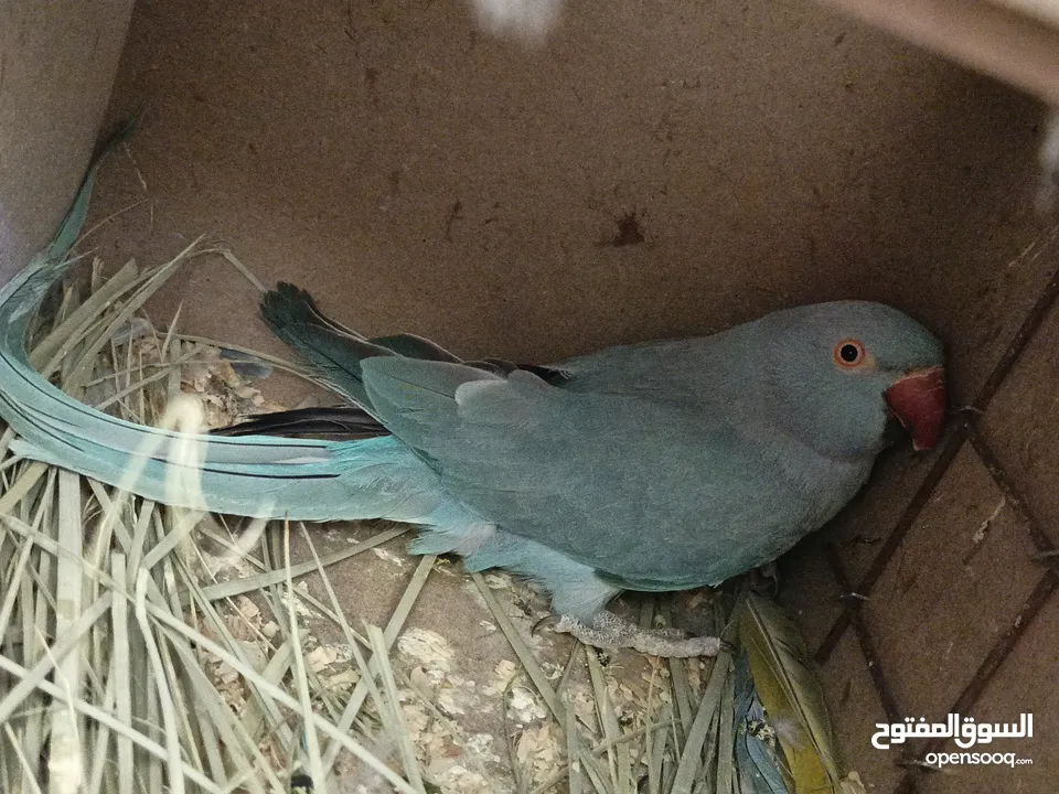 ببغاء كويكر. و دره. و فراخ دره و كويكر  تابع وصف طيور بسعر حرق