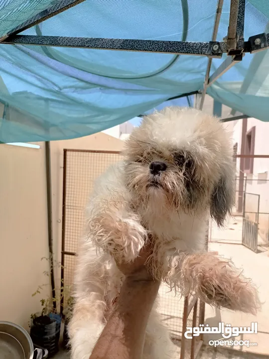 Male shtzu /ذكر شتزو