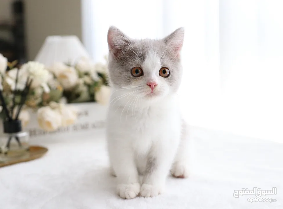 Pure British shorthair biocolor