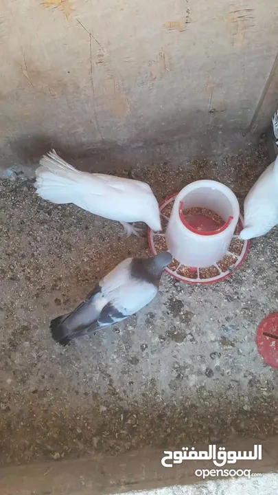 حمام جواز للبيع او البدل على دجاج
