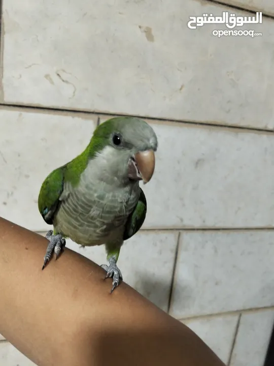 ببغاء كويكر أليف جدا و ما بعض